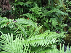 098 Kuranda Butterfly Sanctuary